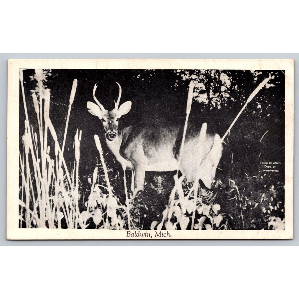 1947 Baldwin Michigan Whitetail Deer Postcard Irons MI Dept of Conservation B&W